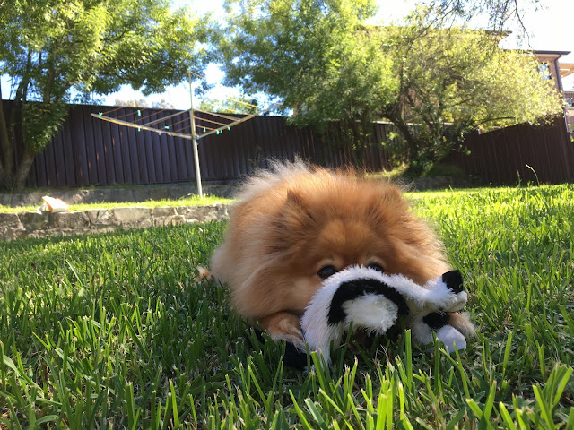 Tiger is lying on the grass in the sun, with his muzzle under a black-and-white cow toy.