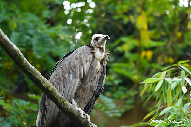 Vautour Fauve, Bioparc Doué-la-Fontaine