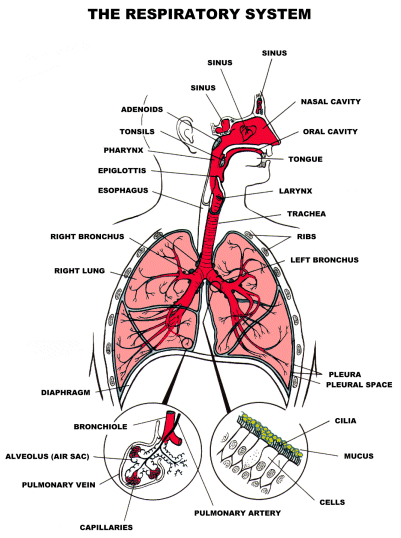  Response Blog 20112012: Science CH4 Review Quiz Respiratory System