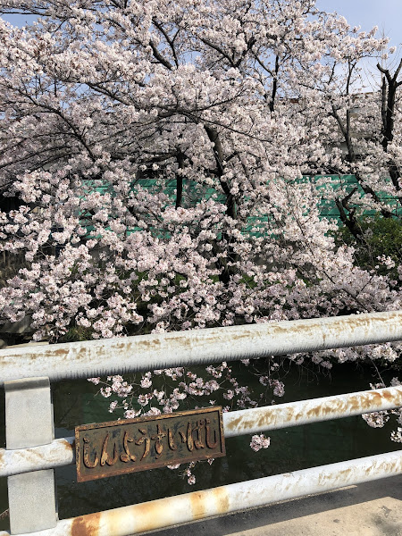 【寝屋川市】幹線用水路の桜（大阪みどりの百選）