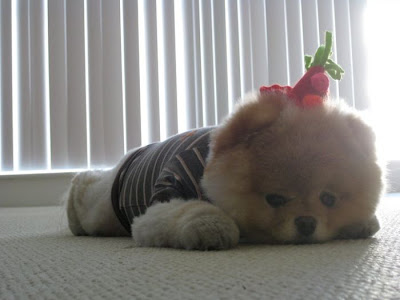 Meet Boo the Cutest Pomeranian Dog Seen On  www.coolpicturegallery.us