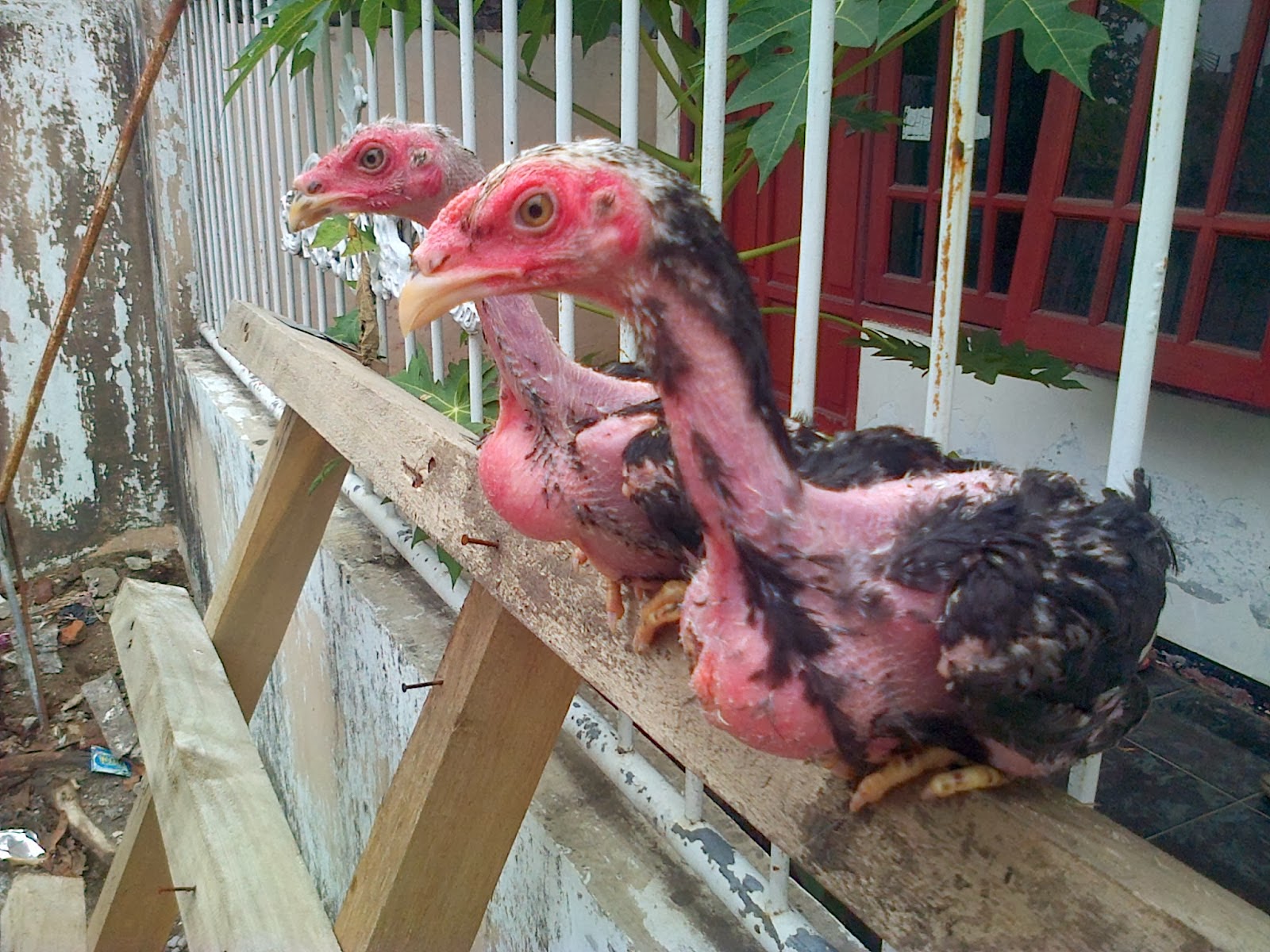 GAMBAR ANAK AYAM BANGKOK DAN TIPS MEMILIHNYA