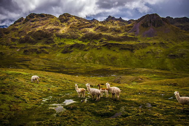 Llamas, Peru