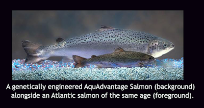 A GMO salmon compared to an Atlantic salmon in size.