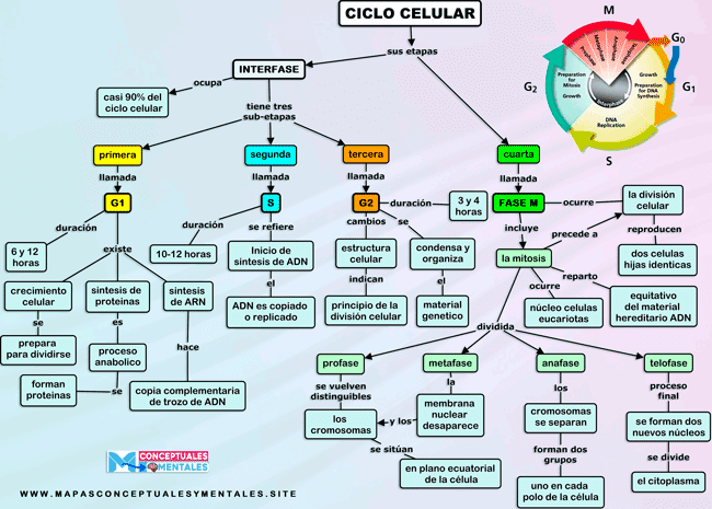 Mapa conceptual del ciclo celular y sus fases