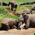 Απίστευτη διάσωση μικρού ελέφαντα από ορμητικά νερά ποταμού! (video)
