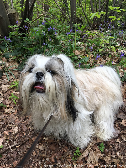 Olaf Shih Tzu