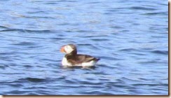 Puffin close up