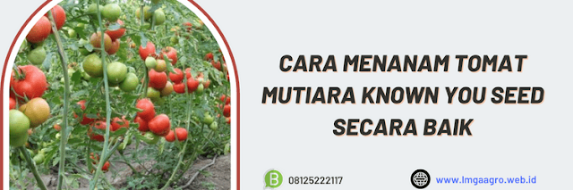 budidaya,cara menanam,cara menanam tomat,cara menanam tomat mutiara,cara menanam tomat mutiara known you seed