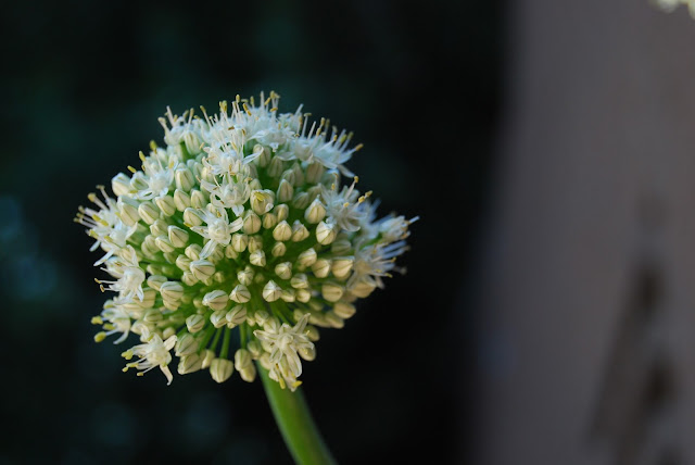 la elegancia de la flor de la cebolla