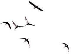 Sandhill crane