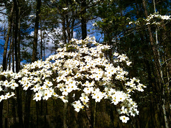 #5 Stunning Flowers Blooming