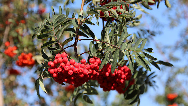 Sorbus aucuparia 'Sheerwater Seedling'