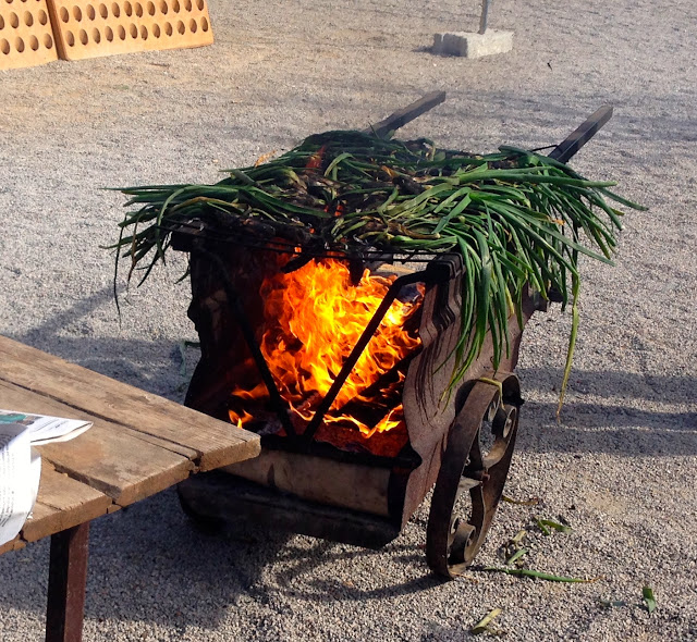 Calçots