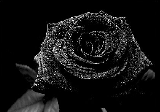 Beautiful Black Rose Wallpapers Free Download