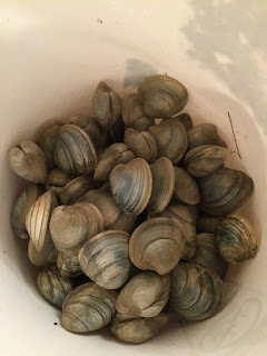 Clams