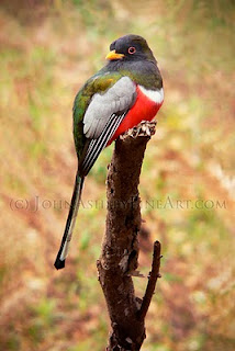 male Elegant Trogon (c) John Ashley