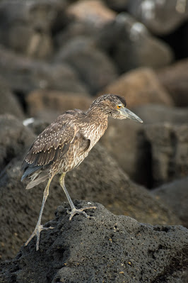 Yellow-Crowned Night Heron, Genovesa Island