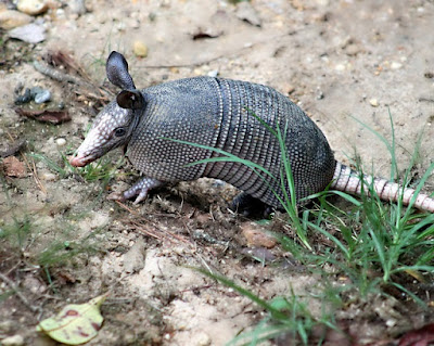 Armadillo facts and information