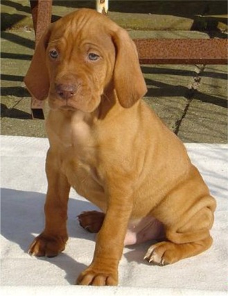 Vizsla Puppies on Vizsla Puppies Photos   Puppies Pictures Online