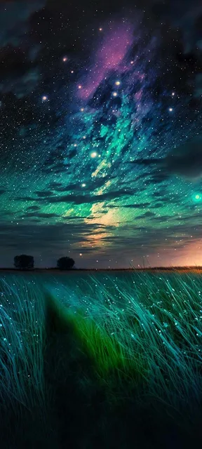 Night Sky Grass iPhone Wallpaper HD