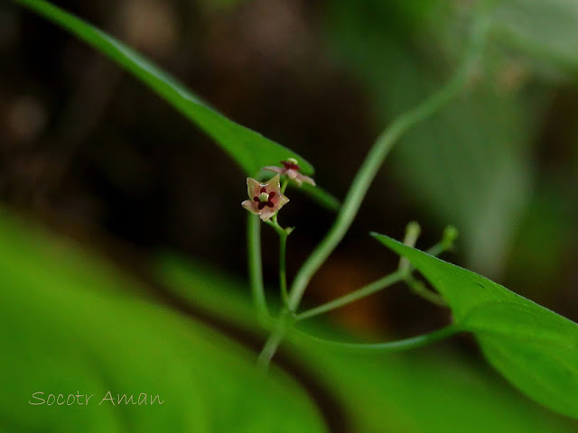 Tylophora aristolochioides