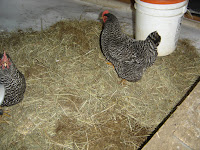 Happier Chickens on the hay