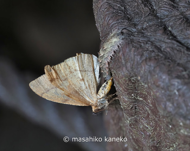 クロスジフユエダシャク♂を捕食するフタスジヒラタアブ幼虫