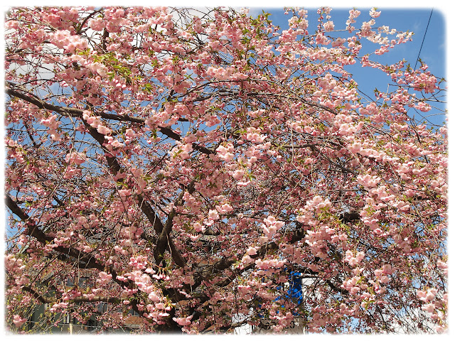 Kirsebærtrærne blomstrer fint i Kjølberggata på Tøyen i Bydel Gamle Oslo.