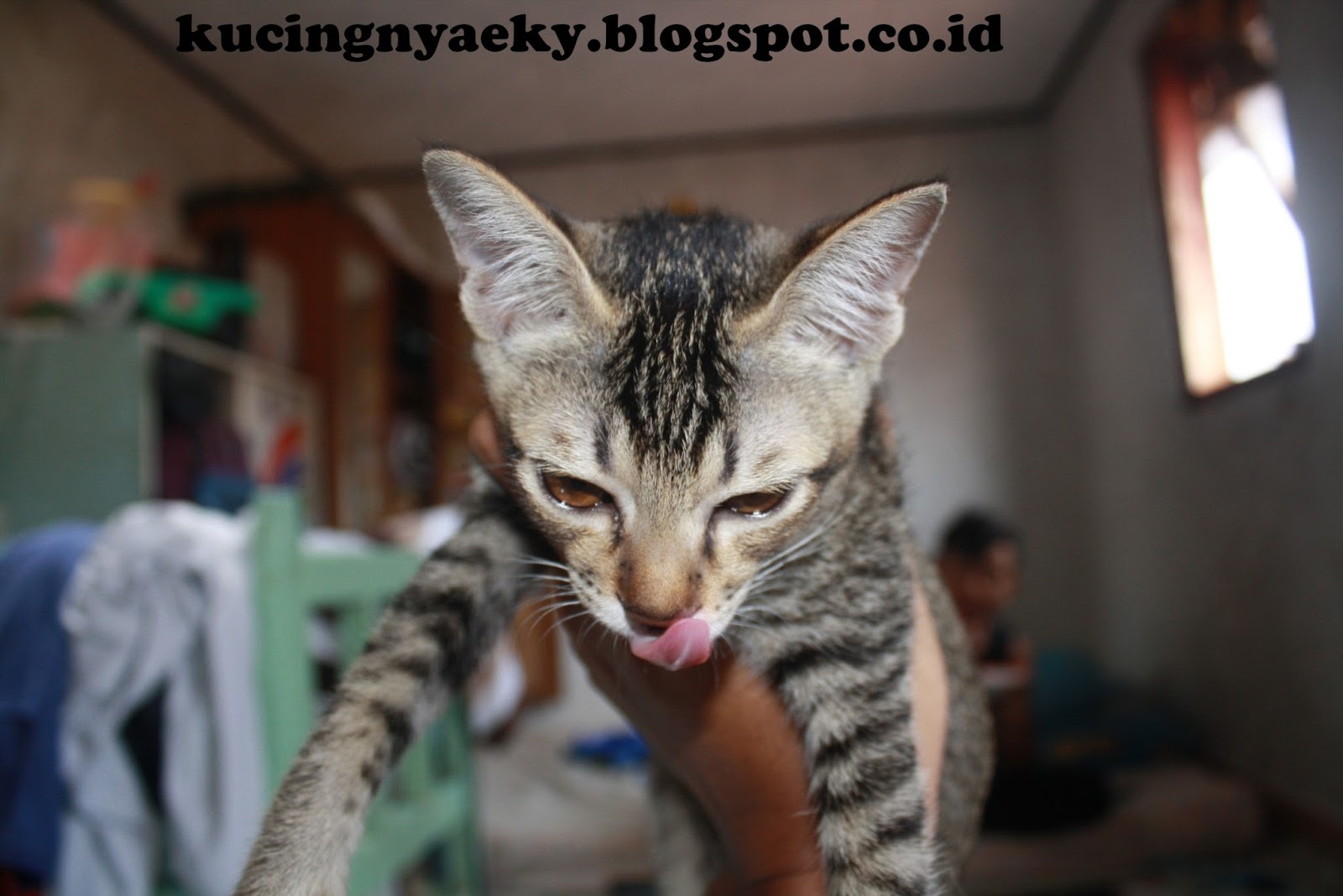 Galeri Kucing Lucu 2016 Part 1 Yupi Si Anak Kucing
