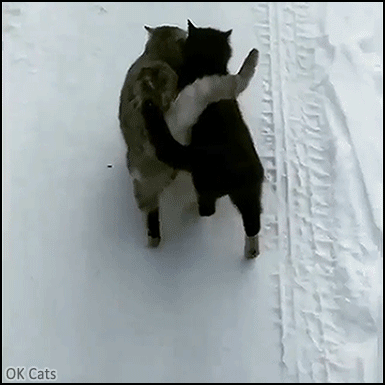 Cute Cat GIF • Affectionate and funny cats ! Best way to trudge trough snow for lovers [ok-cats.com]