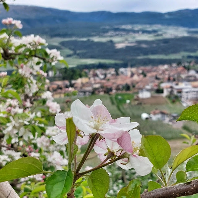 val di non fioritura dei meli passeggiate