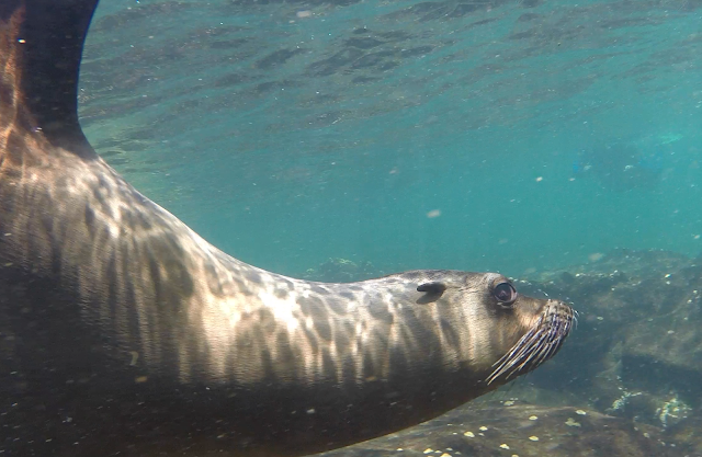 Snorkel en Punta Espinosa, Isla Fernandina, Islas Galápgos