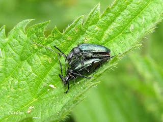 Carilia virginea (couple) IMG20338