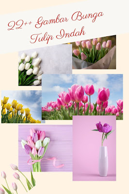 Gambar bunga tulip asli untuk wallpaper, background dan lockscreen ponsel