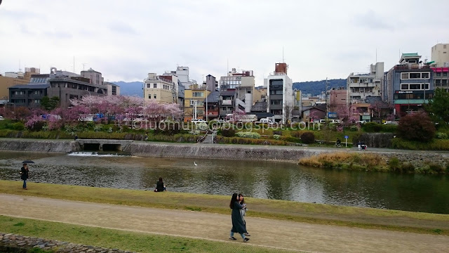 Japan cherry blossoms