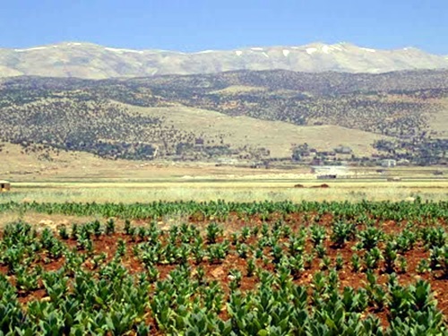 Vale do Beqaa. Vinho libanês.