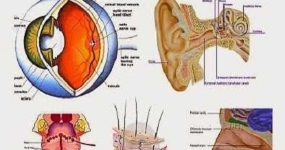 Sistem Alat Indera pada Manusia Lengkap Mata Hidung 