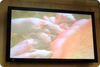 pigs