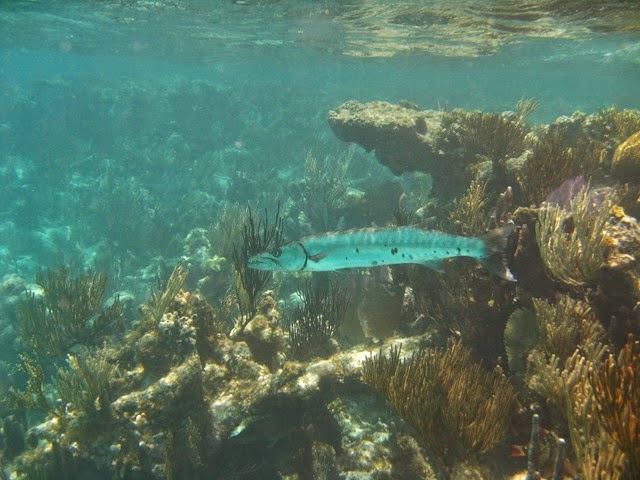 BVI (478)