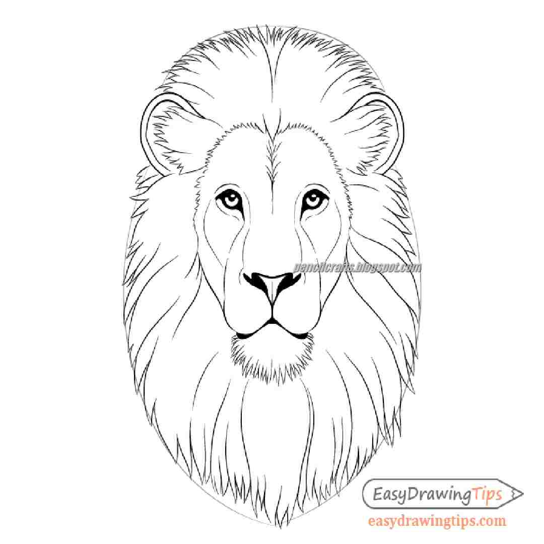 Lion Outline Images