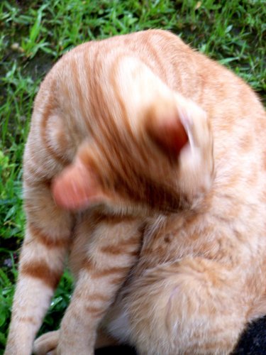 54 Top Pictures Cat Throwing Up Hairballs A Lot : Why Cats Vomit - Cat and Dog Lovers