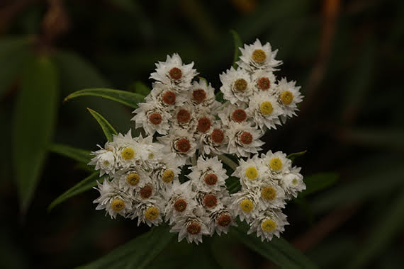 Anaphalis margaritacea