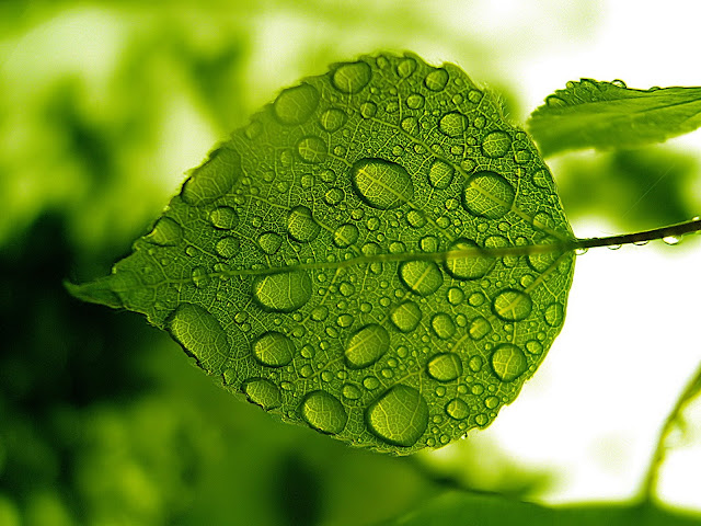 Green Wallpaper