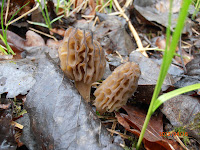 Two morels, Morchella elata, photographed April 16, 2012