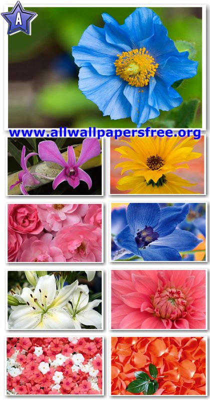 40 Beautiful Flowers Wallpapers 1920 X 1200 [Set 7]