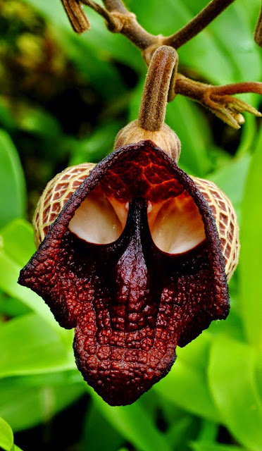 Darth Vader - Aristolochia Salvadorensis, resemble flowers