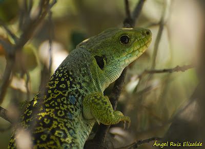 Lagarto ocelado (Timon lepidus)