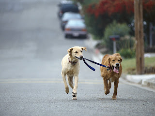 Fotos-Imagenes de perros