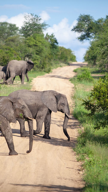 Elephants, Africa, Savannah, Road
